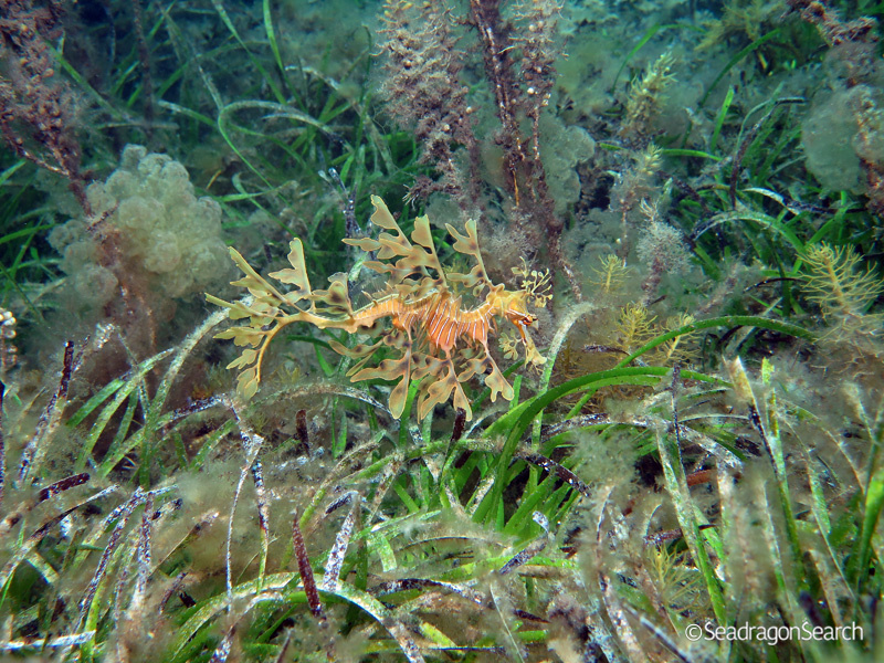 Changing Sea Levels and Genetic Diversity in Leafy Seadragon Populations