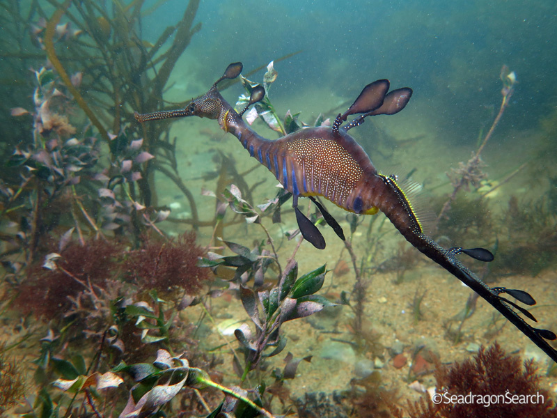 Common Seadragon