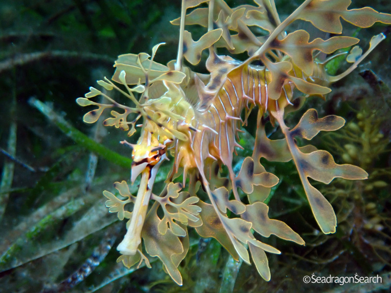 Leafy Seadragon