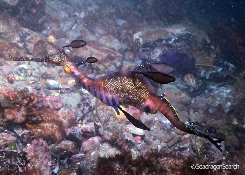 Common Seadragon