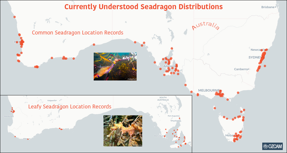 map showing common and leafy seadragon location records in Australia