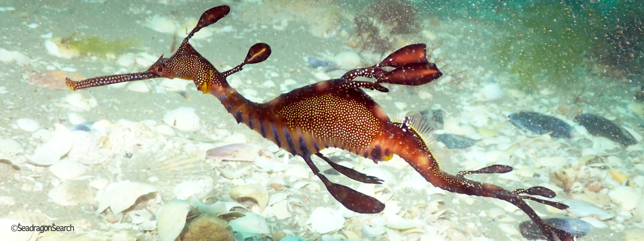 Connectivity and Resilience in Seadragon Populations